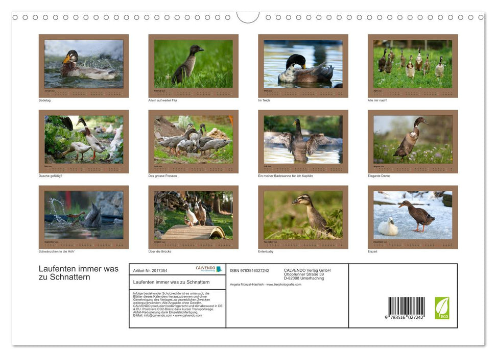 Laufenten immer was zu Schnattern (CALVENDO Wandkalender 2026)