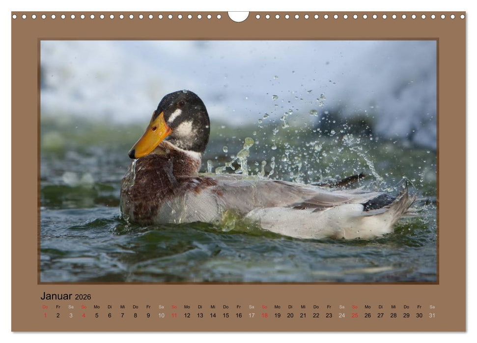 Laufenten immer was zu Schnattern (CALVENDO Wandkalender 2026)