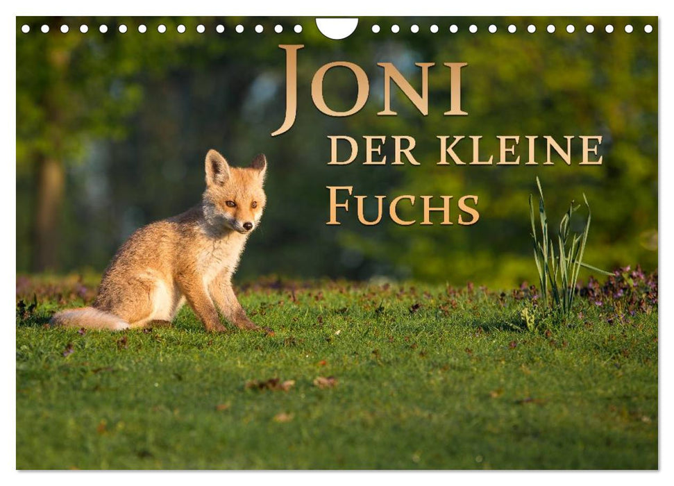 Joni, der kleine Fuchs (CALVENDO Wandkalender 2026)