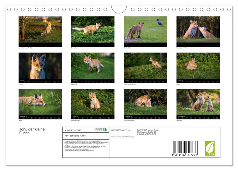 Joni, der kleine Fuchs (CALVENDO Wandkalender 2026)