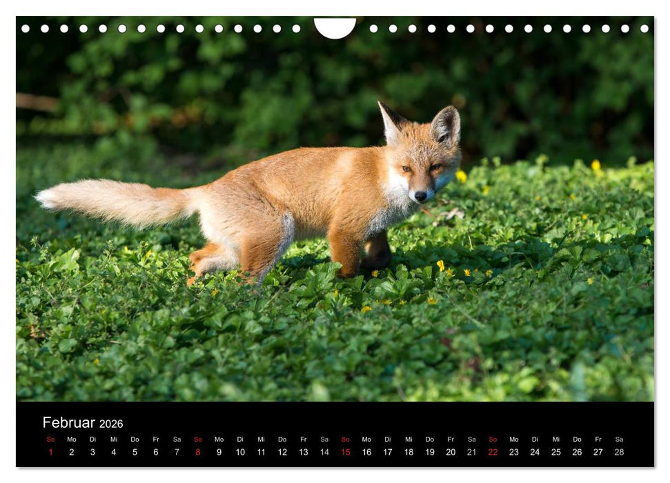 Joni, der kleine Fuchs (CALVENDO Wandkalender 2026)