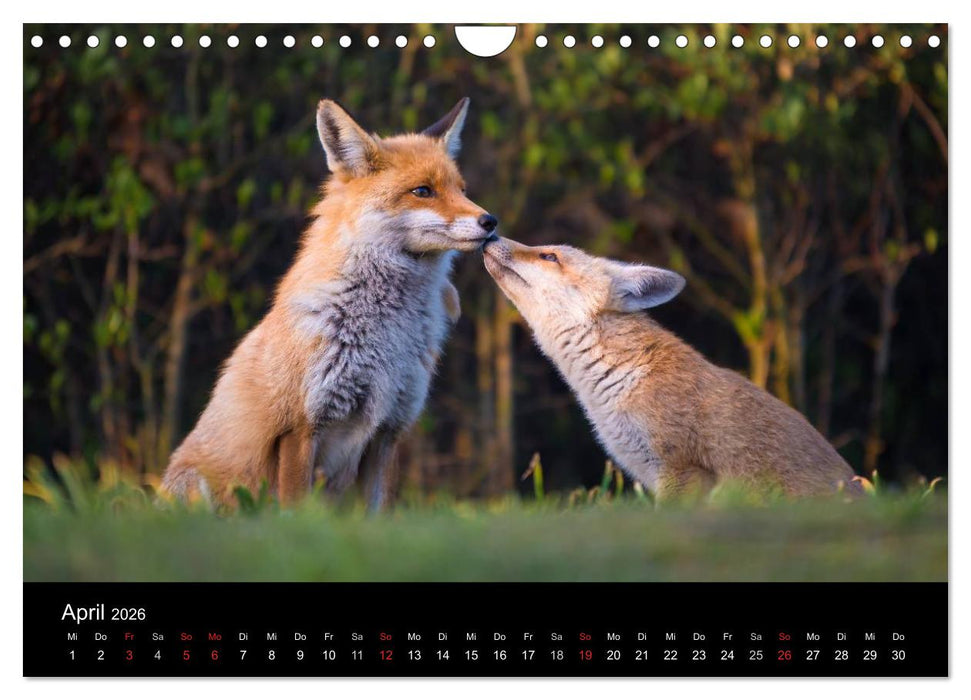 Joni, der kleine Fuchs (CALVENDO Wandkalender 2026)