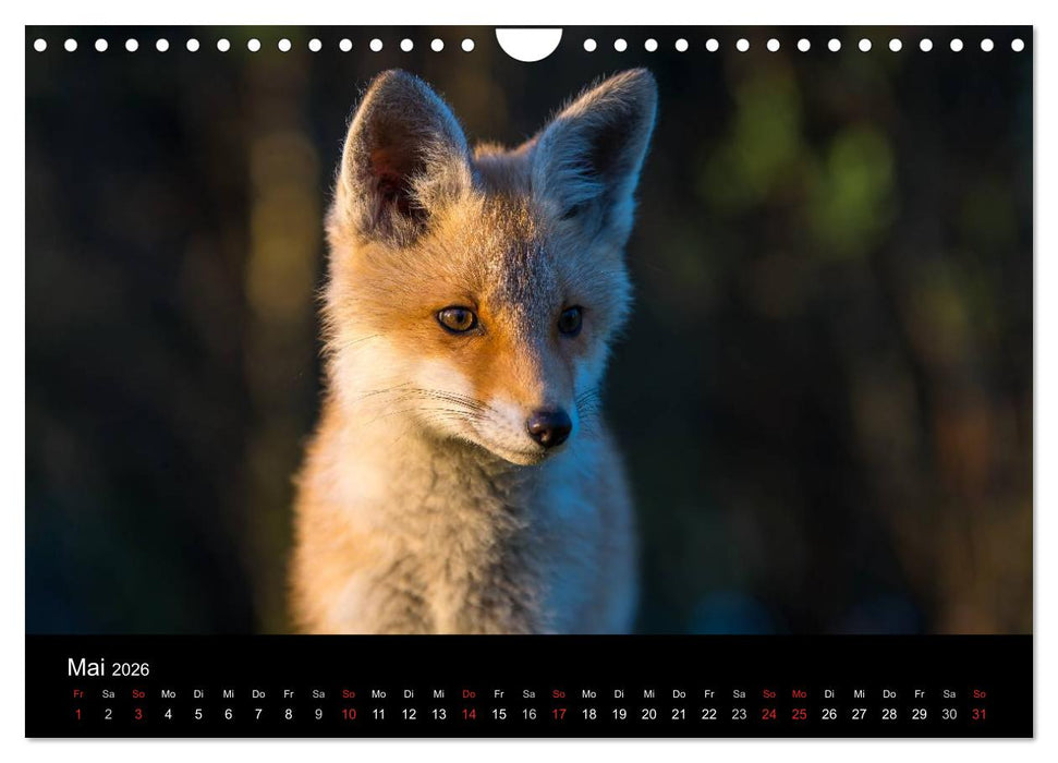 Joni, der kleine Fuchs (CALVENDO Wandkalender 2026)
