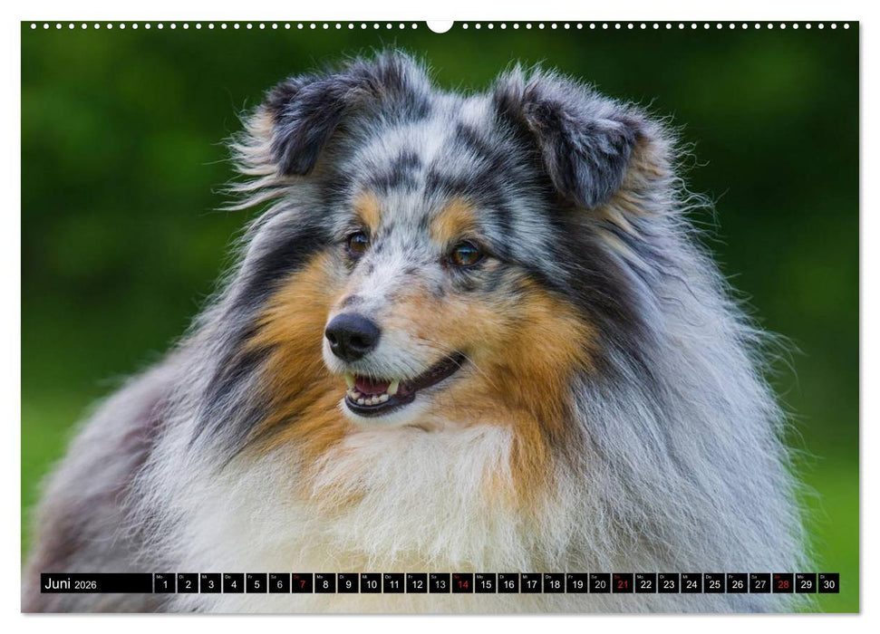Traumhund Sheltie (CALVENDO Wandkalender 2026)