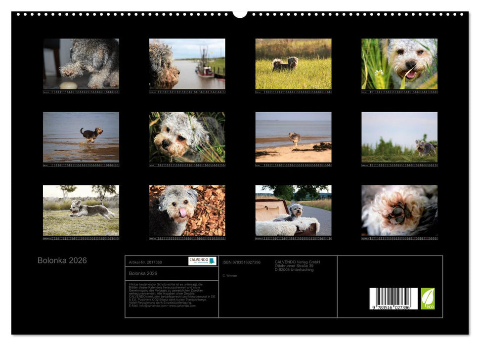 Bolonka 2026 (CALVENDO Premium Wandkalender 2026)
