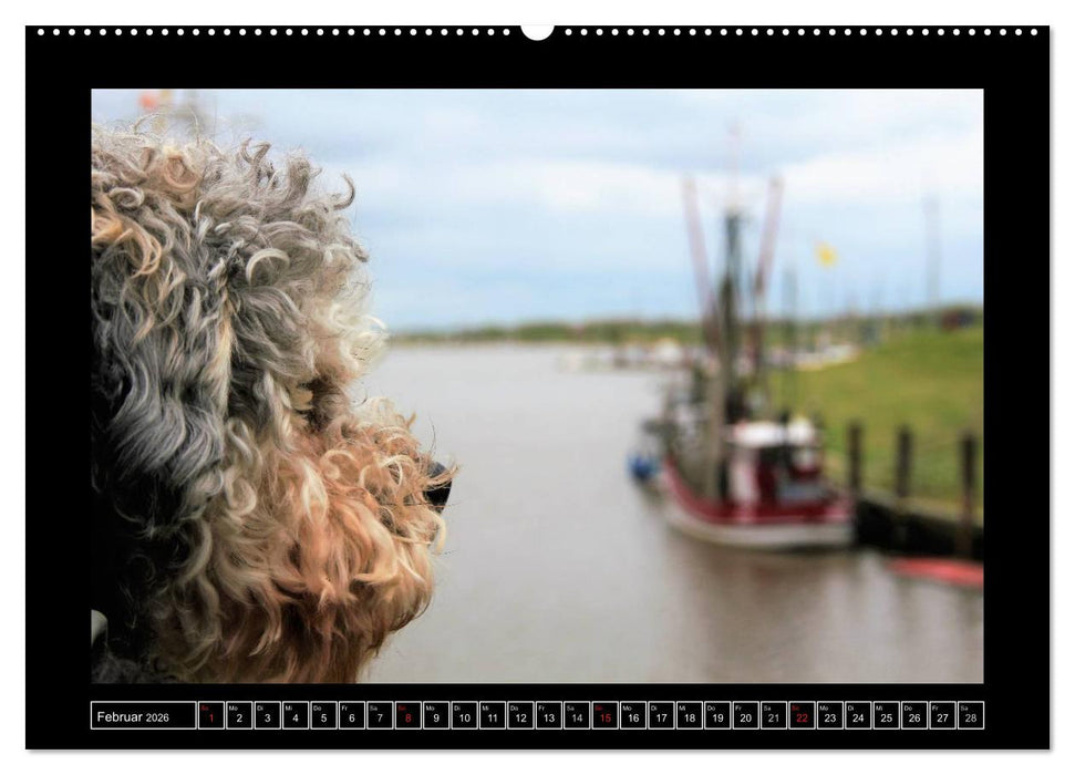 Bolonka 2026 (CALVENDO Premium Wandkalender 2026)