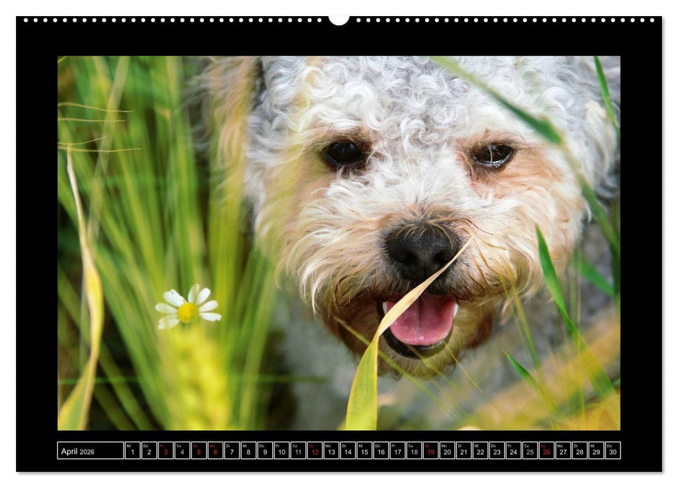 Bolonka 2026 (CALVENDO Premium Wandkalender 2026)