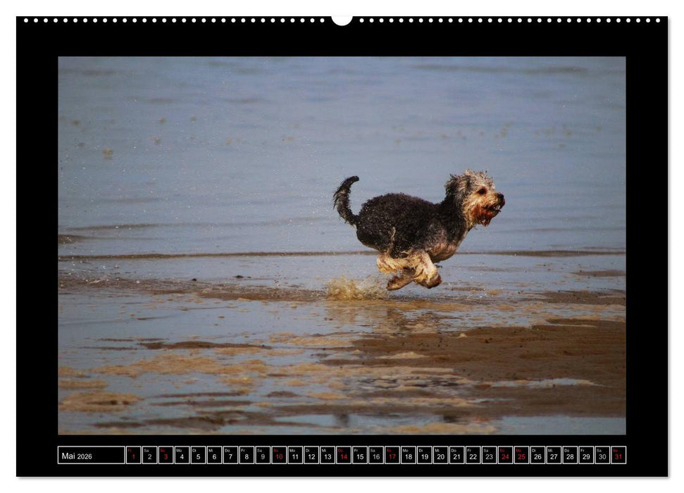 Bolonka 2026 (CALVENDO Premium Wandkalender 2026)