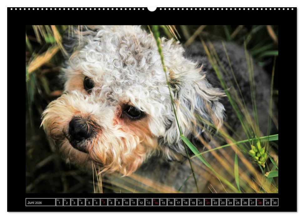 Bolonka 2026 (CALVENDO Premium Wandkalender 2026)