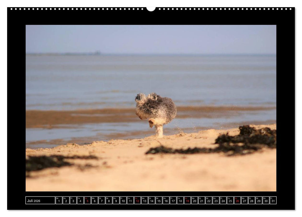 Bolonka 2026 (CALVENDO Premium Wandkalender 2026)