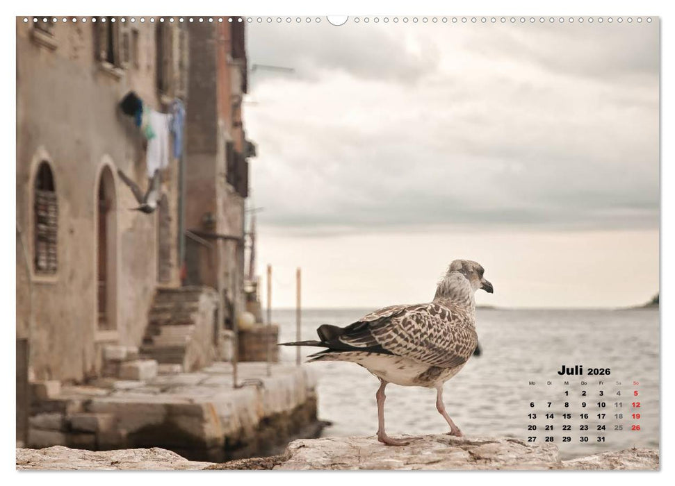 Wie ein Vogel in Rovinj! (CALVENDO Premium Wandkalender 2026)