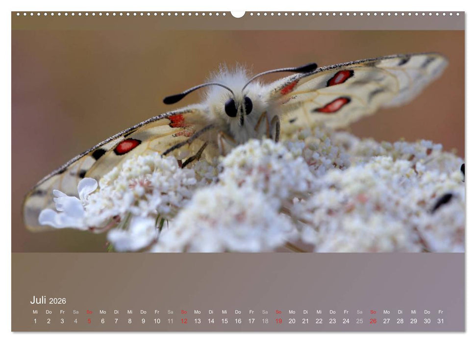 Falter, Käfer und Co.faszinierend, doch extrem gefährdet (CALVENDO Premium Wandkalender 2026)