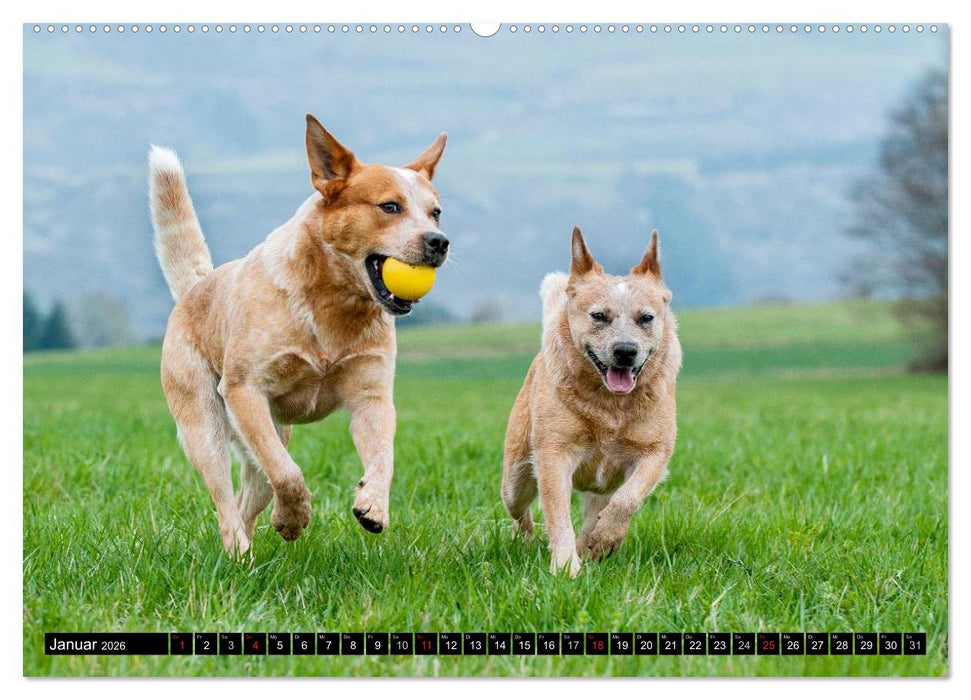 Power auf 4 Pfoten. Australian Cattle Dog (CALVENDO Premium Wandkalender 2026)