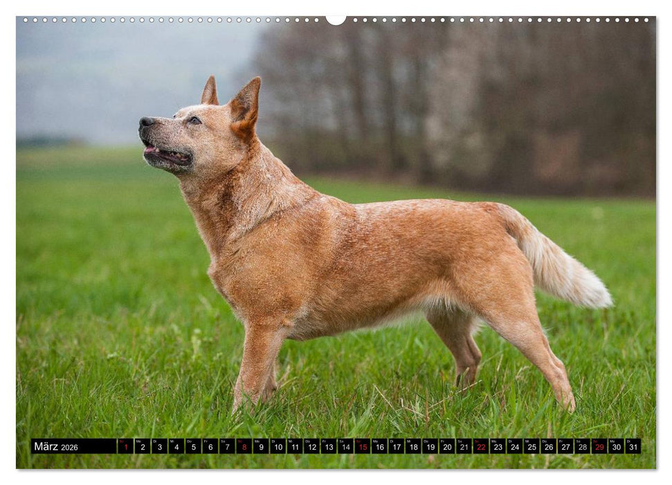 Power auf 4 Pfoten. Australian Cattle Dog (CALVENDO Premium Wandkalender 2026)