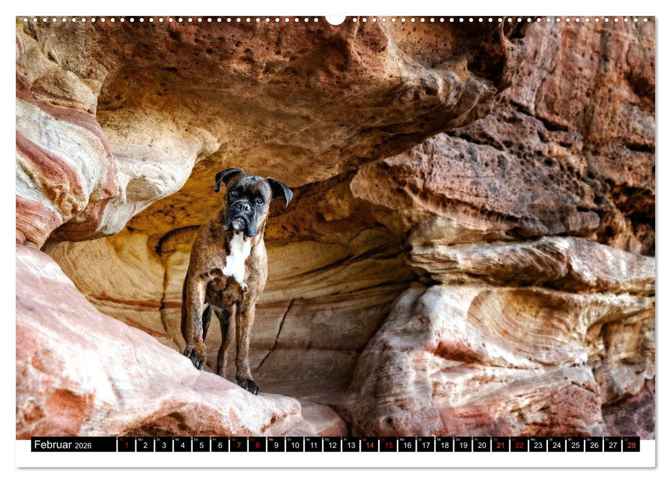 Käthe - ein Boxer mit Charme (CALVENDO Premium Wandkalender 2026)