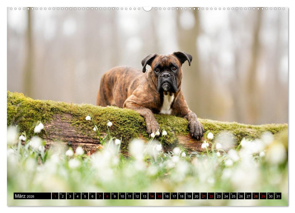 Käthe - ein Boxer mit Charme (CALVENDO Premium Wandkalender 2026)