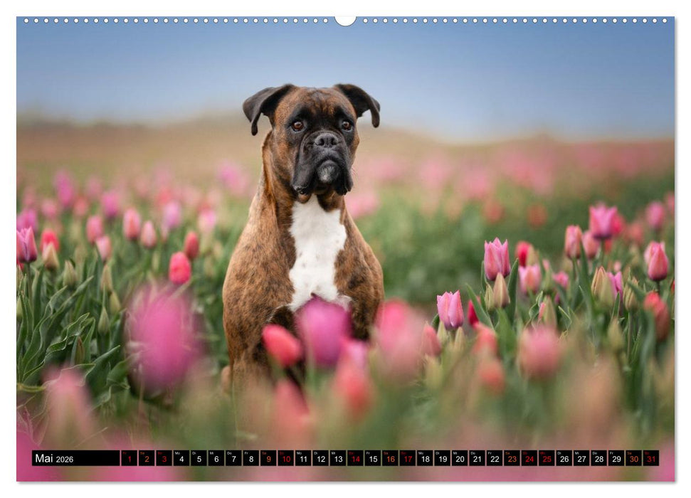 Käthe - ein Boxer mit Charme (CALVENDO Premium Wandkalender 2026)
