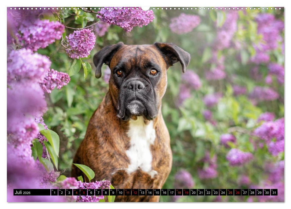Käthe - ein Boxer mit Charme (CALVENDO Premium Wandkalender 2026)