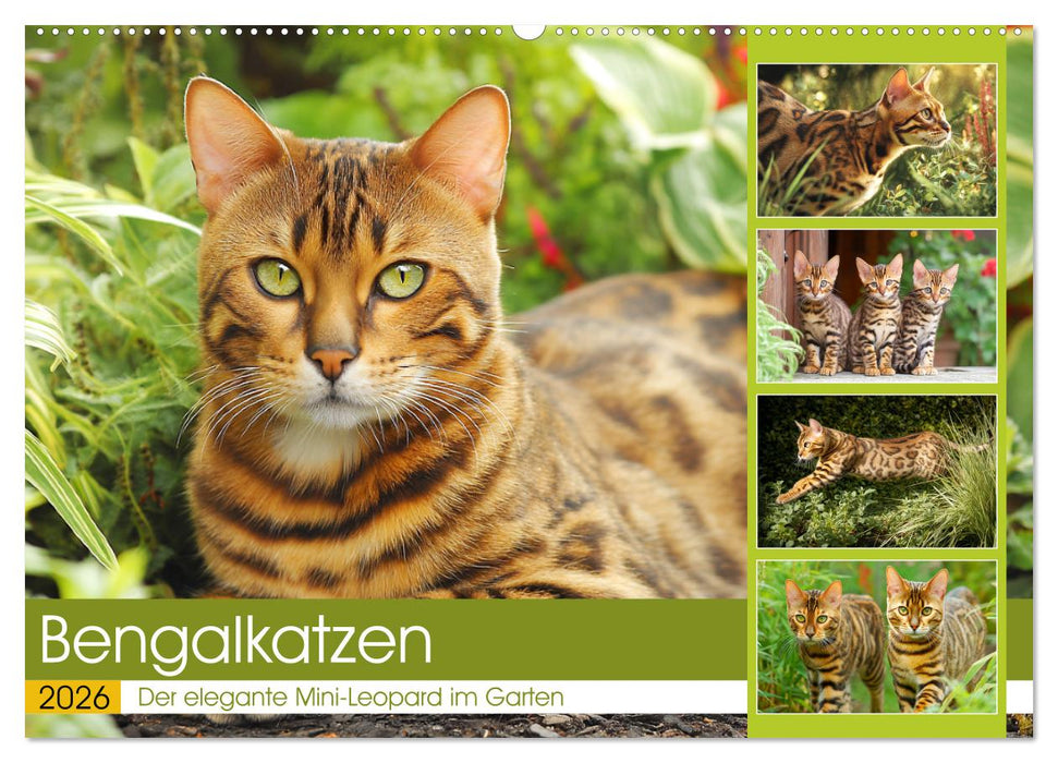 Bengalkatzen. Der elegante Mini-Leopard im Garten (CALVENDO Wandkalender 2026)