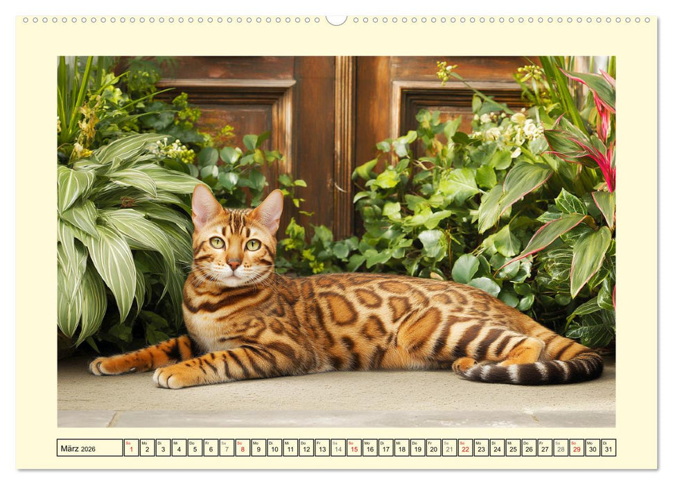 Bengalkatzen. Der elegante Mini-Leopard im Garten (CALVENDO Wandkalender 2026)