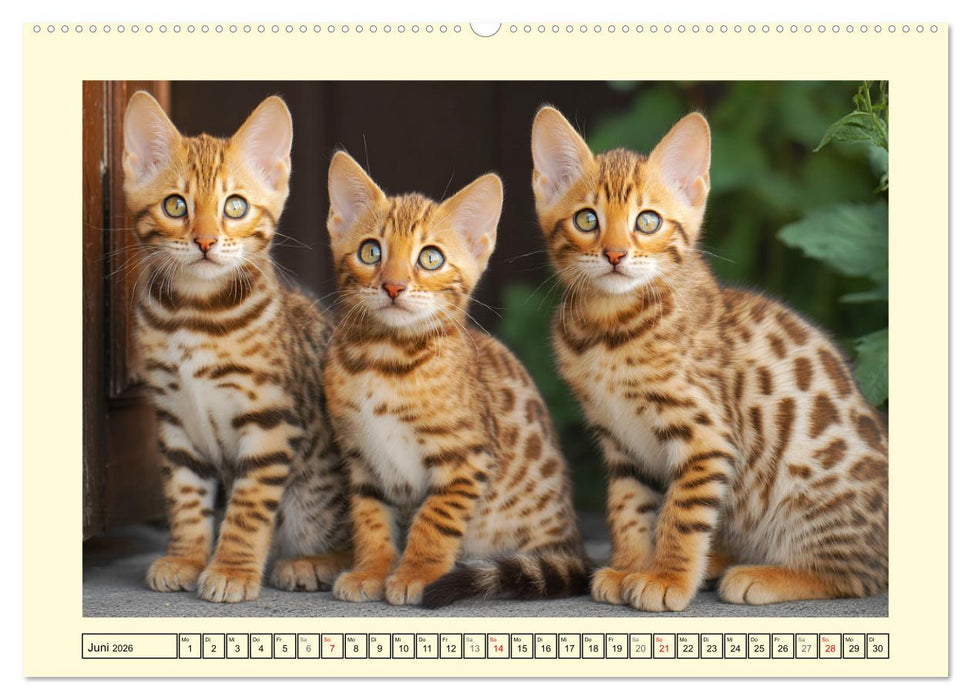Bengalkatzen. Der elegante Mini-Leopard im Garten (CALVENDO Wandkalender 2026)
