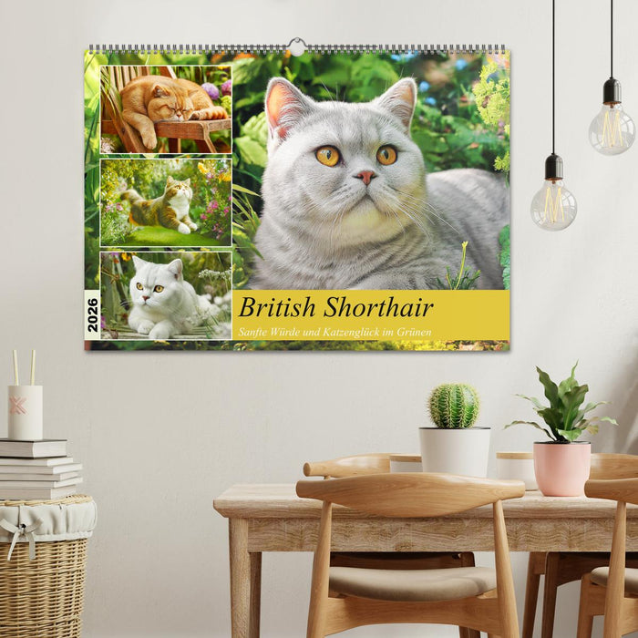 British Shorthair. Sanfte Würde und Katzenglück im Grünen (CALVENDO Wandkalender 2026)