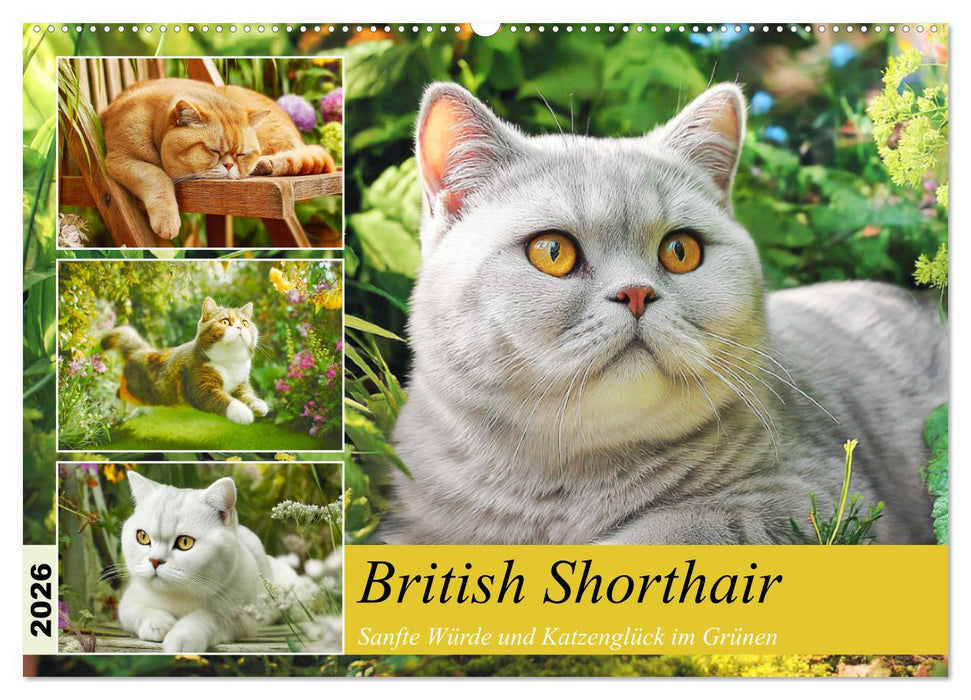 British Shorthair. Sanfte Würde und Katzenglück im Grünen (CALVENDO Wandkalender 2026)