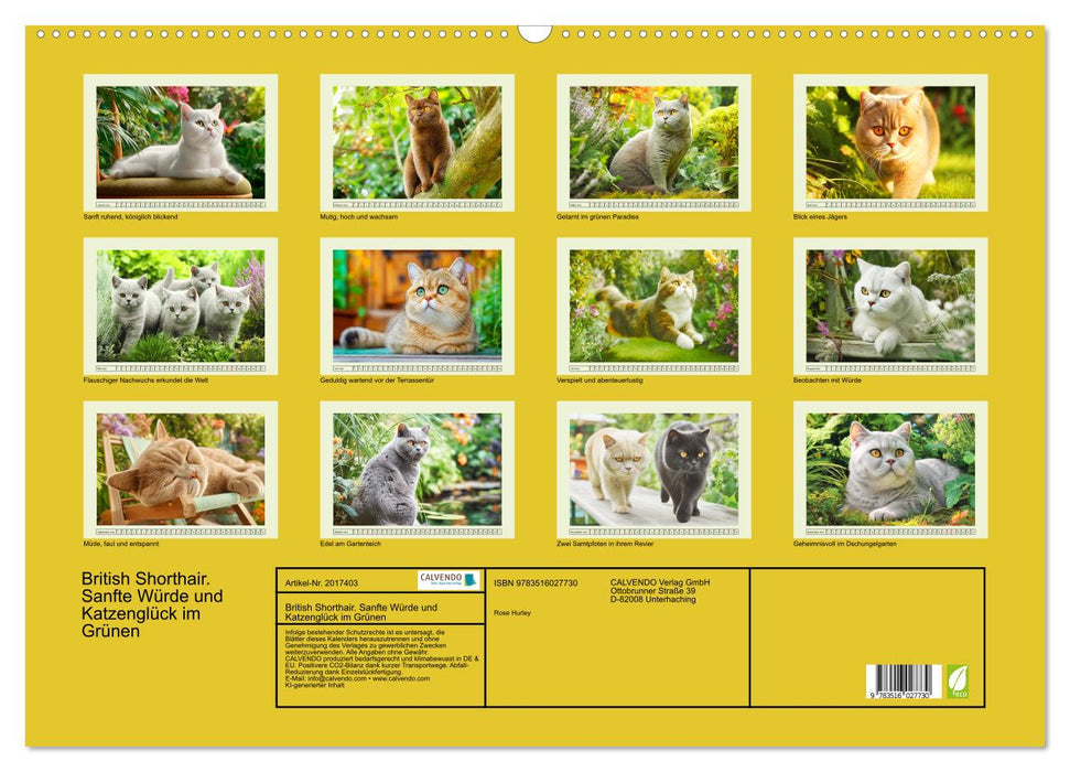 British Shorthair. Sanfte Würde und Katzenglück im Grünen (CALVENDO Wandkalender 2026)