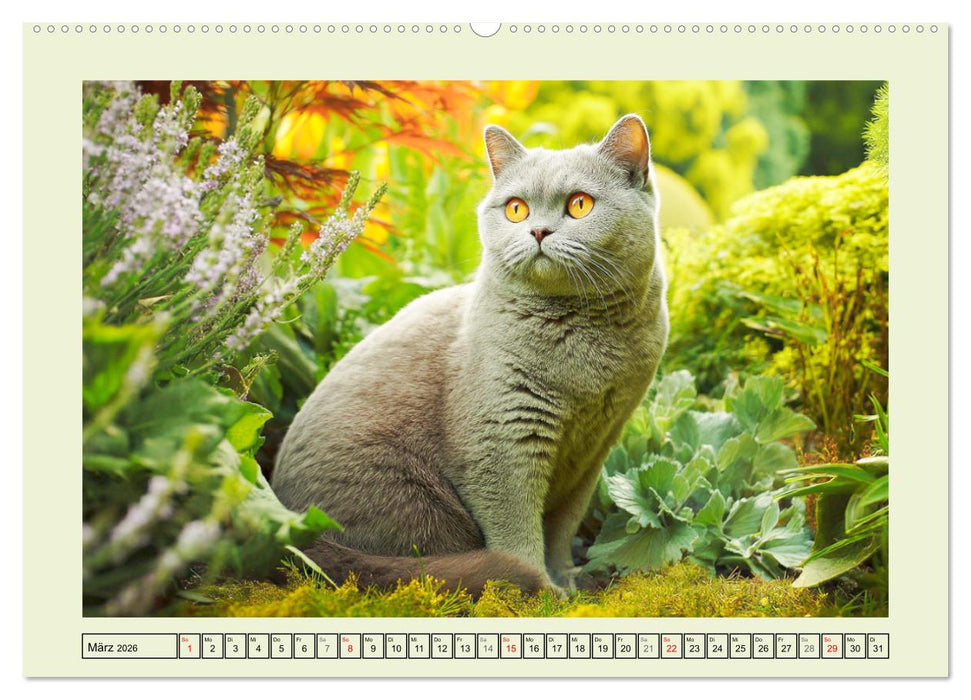 British Shorthair. Sanfte Würde und Katzenglück im Grünen (CALVENDO Wandkalender 2026)