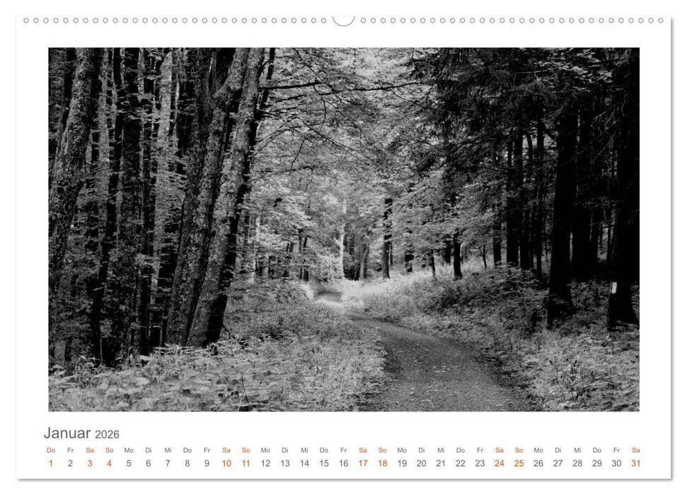 Quo Vadis? Wälder und Wege in der Röhn, Lüneburger Heide und der Mecklenburgischen Seenplatte (CALVENDO Wandkalender 2026)