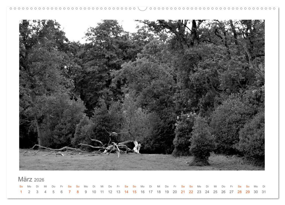 Quo Vadis? Wälder und Wege in der Röhn, Lüneburger Heide und der Mecklenburgischen Seenplatte (CALVENDO Wandkalender 2026)