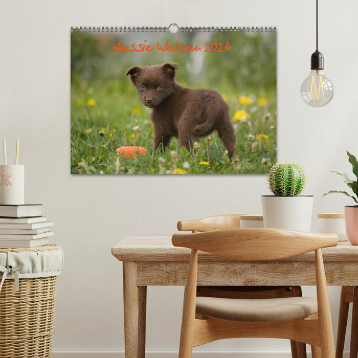 Aussie Welpen 2026 (CALVENDO Wandkalender 2026)