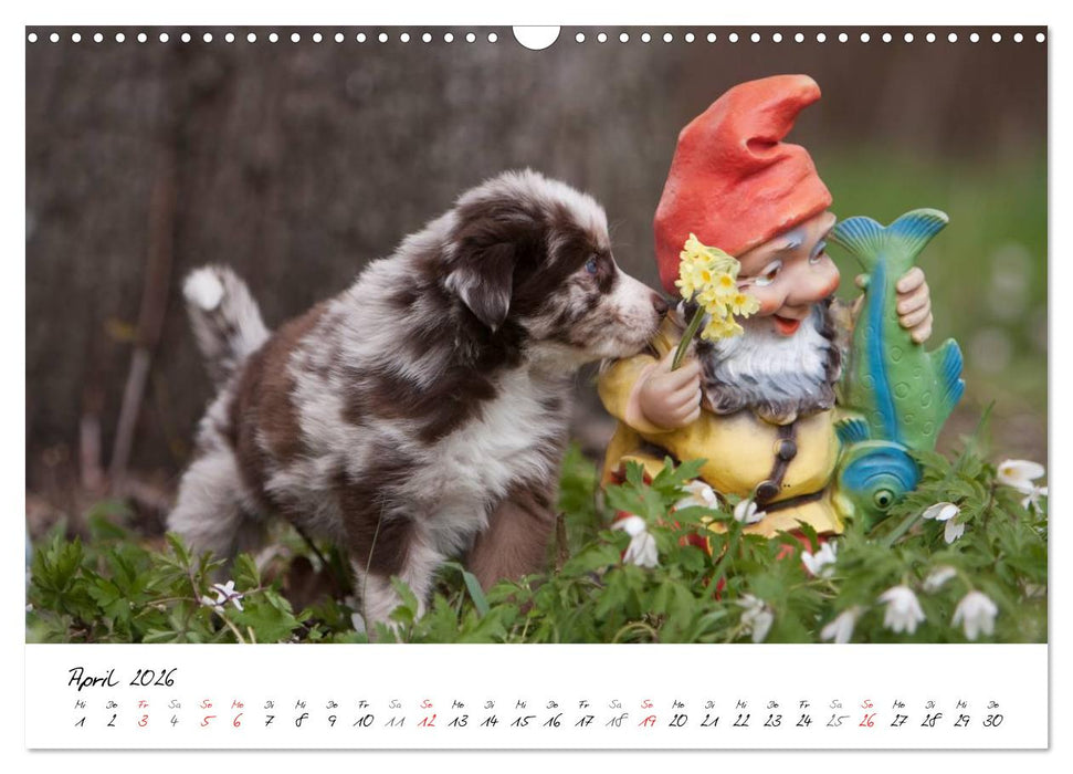 Aussie Welpen 2026 (CALVENDO Wandkalender 2026)