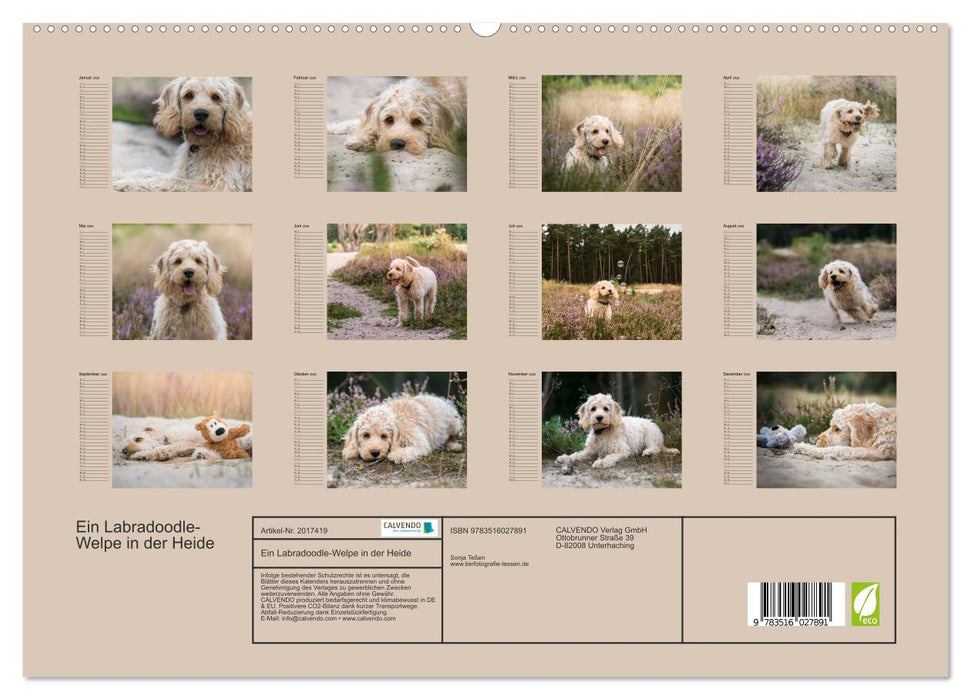 Ein Labradoodle-Welpe in der Heide (CALVENDO Premium Wandkalender 2026)