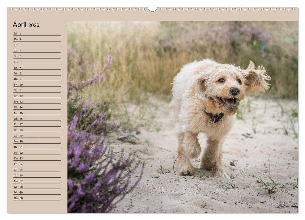 Ein Labradoodle-Welpe in der Heide (CALVENDO Premium Wandkalender 2026)