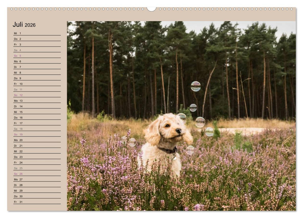 Ein Labradoodle-Welpe in der Heide (CALVENDO Premium Wandkalender 2026)