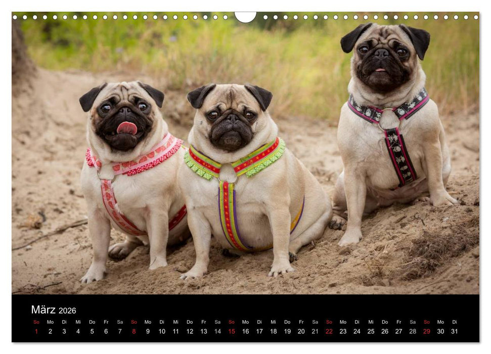 Vermopst durchs Jahr (CALVENDO Wandkalender 2026)