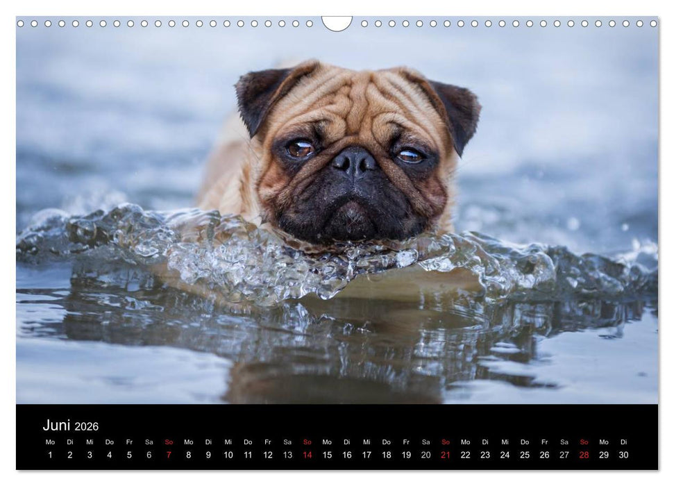 Vermopst durchs Jahr (CALVENDO Wandkalender 2026)