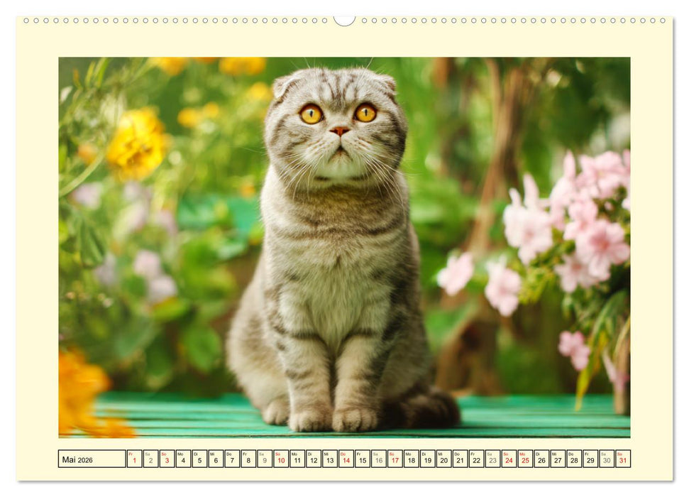 Scottish Fold. Zauberhafte Faltohrkatzen im Garten (CALVENDO Wandkalender 2026)