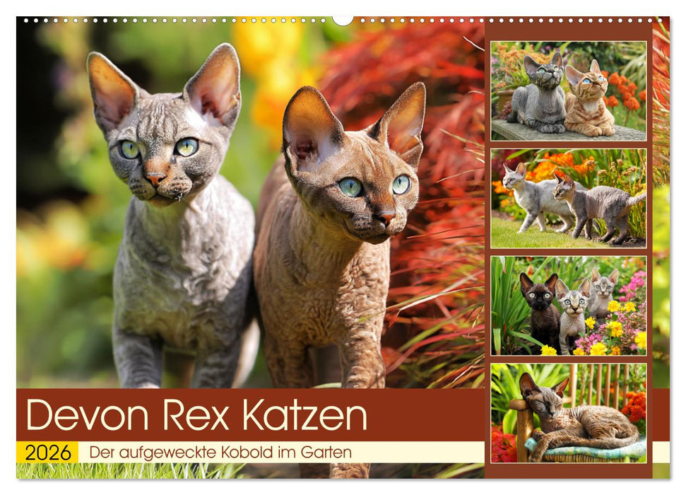 Devon Rex Katzen. Der aufgeweckte Kobold im Garten (CALVENDO Wandkalender 2026)