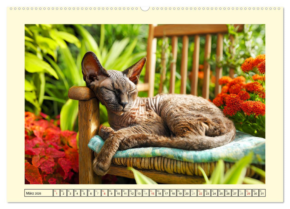 Devon Rex Katzen. Der aufgeweckte Kobold im Garten (CALVENDO Wandkalender 2026)