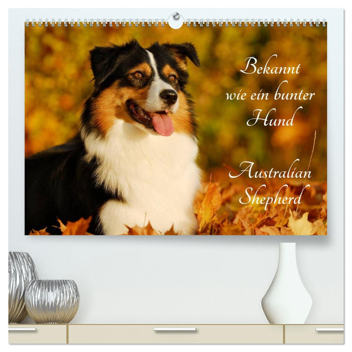 Bekannt wie ein bunter Hund. Australian Shepherd (CALVENDO Premium Wandkalender 2026)