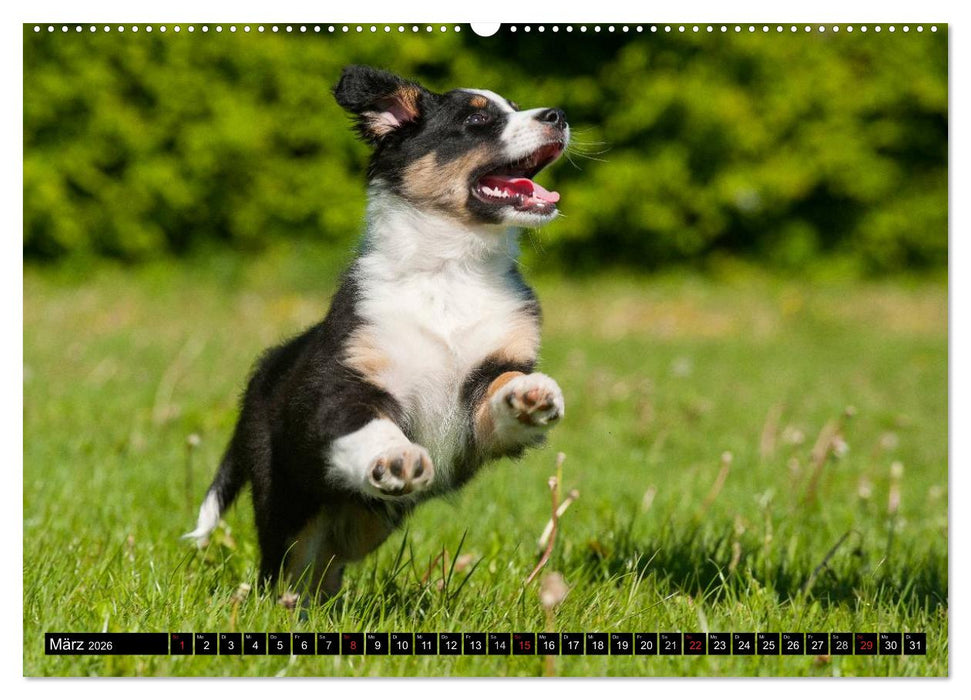 Bekannt wie ein bunter Hund. Australian Shepherd (CALVENDO Premium Wandkalender 2026)
