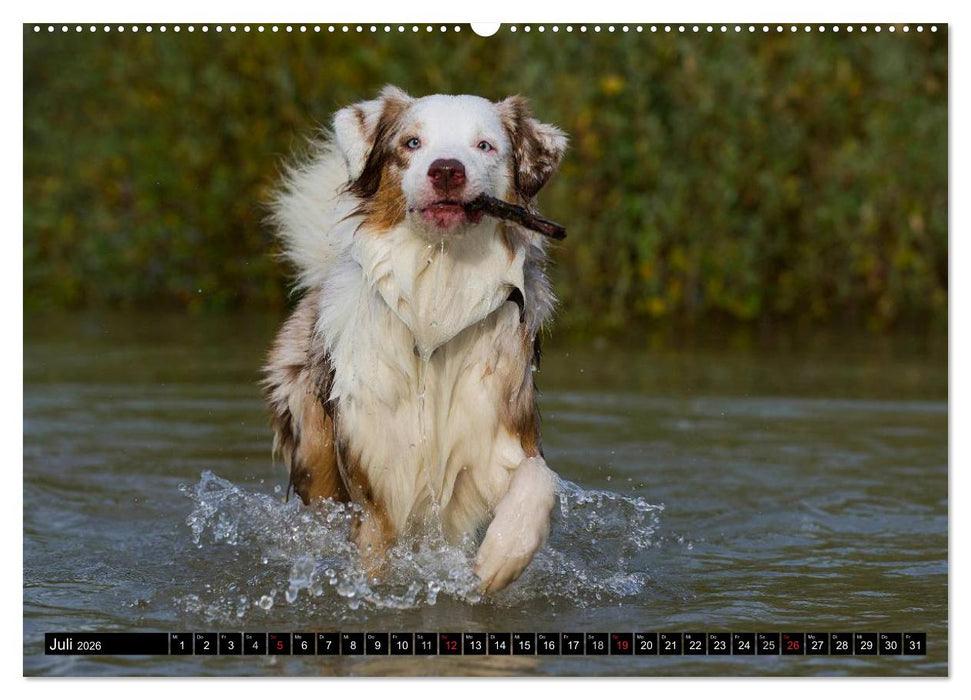 Bekannt wie ein bunter Hund. Australian Shepherd (CALVENDO Premium Wandkalender 2026)