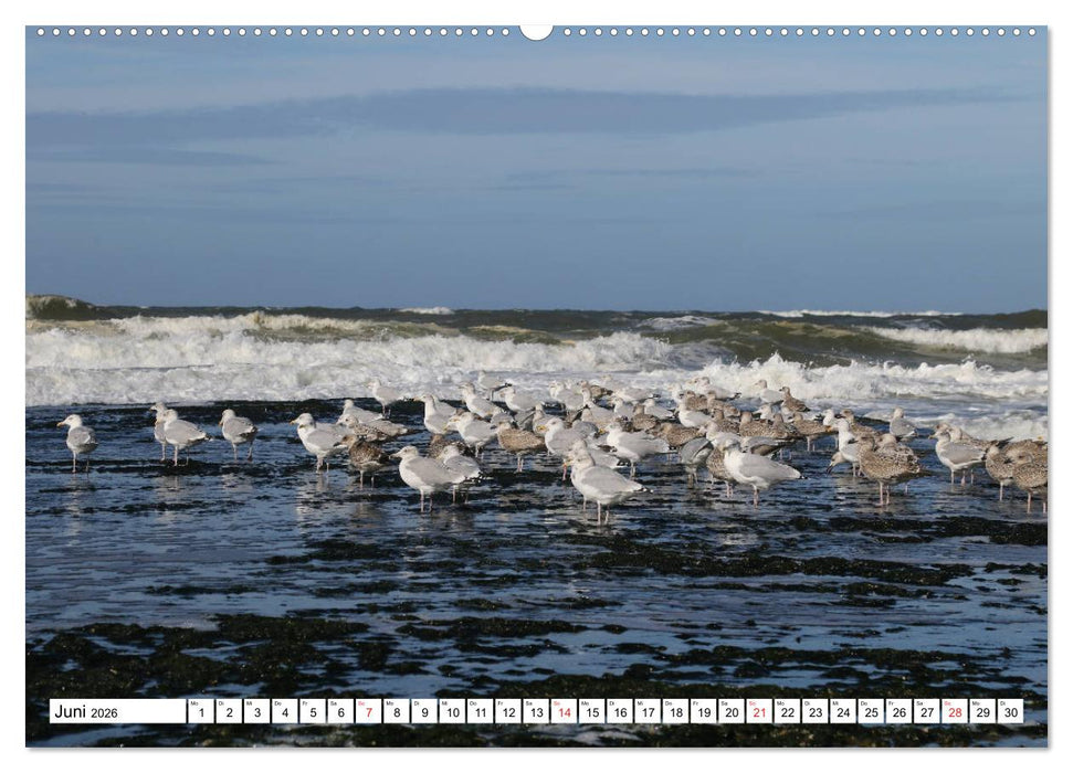 Callantsoog (CALVENDO Premium Wandkalender 2026)