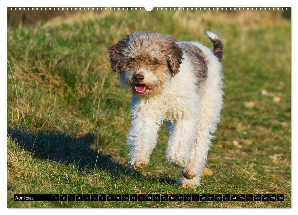 Lagotto Romagnolo - Italienischer Trüffelhund (CALVENDO Premium Wandkalender 2026)