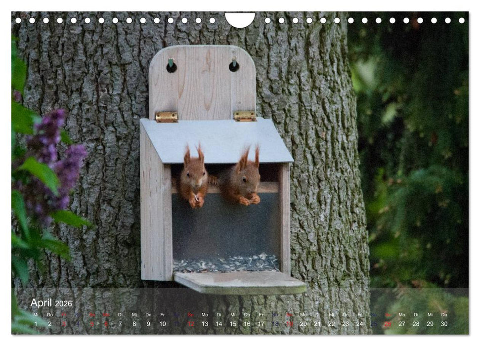 Spaß mit Eichhörnchen-Kindern (CALVENDO Wandkalender 2026)