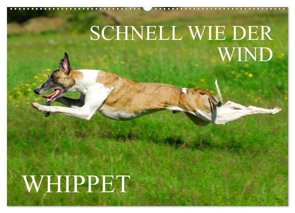 Schnell wie der Wind - Whippet (CALVENDO Wandkalender 2026)