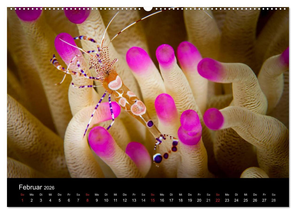 Abgetaucht - an den Küsten vor Curaçao (CALVENDO Premium Wandkalender 2026)