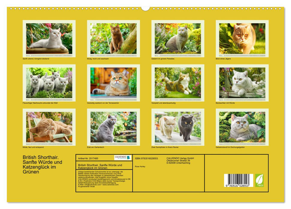 British Shorthair. Sanfte Würde und Katzenglück im Grünen (CALVENDO Premium Wandkalender 2026)